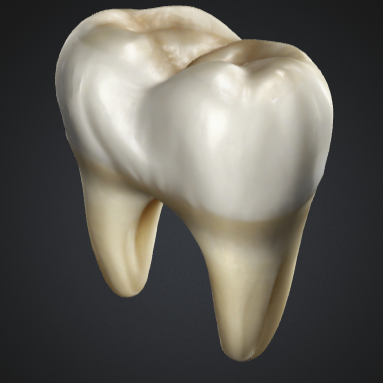 3d model of a tooth