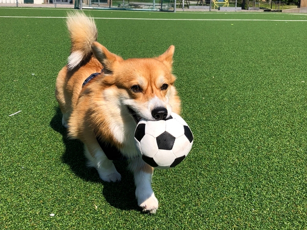 Vilma playing football